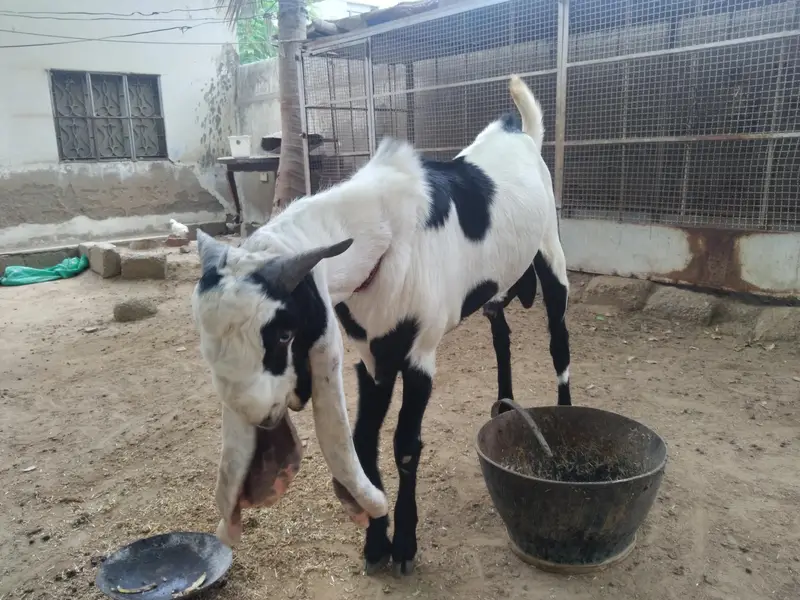 Bakra for sale — photo 12