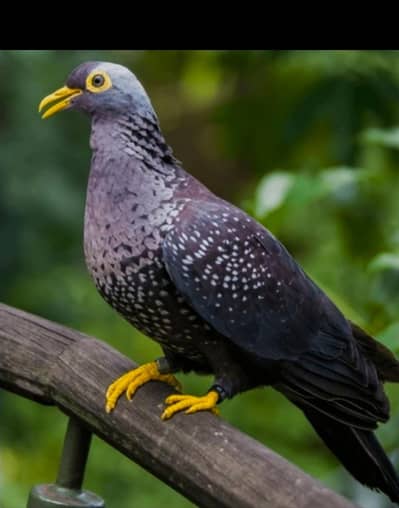 Olive Pigeon /Doves /Doves For Sale /Qumri /Fakhta /All kind of Doves