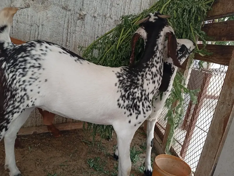 Ghar ki bakriya he Sono female he Jis KO samaj aye contect kare — photo 2