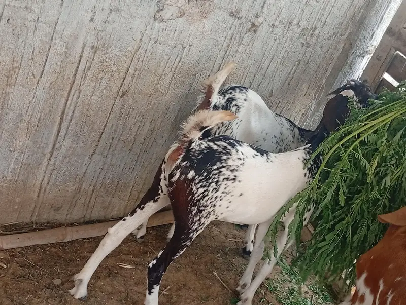 Ghar ki bakriya he Sono female he Jis KO samaj aye contect kare — photo 3