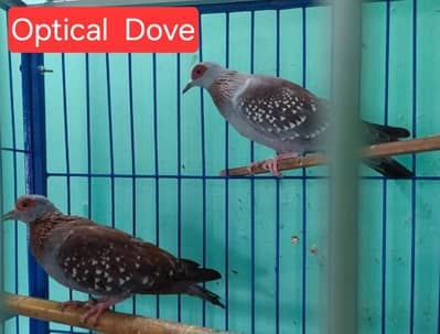 Optical Dove /Doves /Doves For Sale /Qumri /Fakhta /All kind of Doves