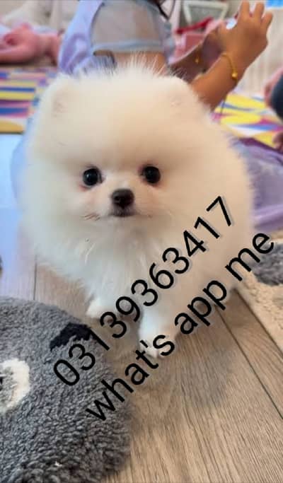 Pomeranian puppies