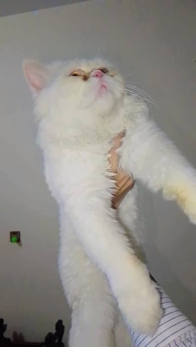 Persian male cat for sale