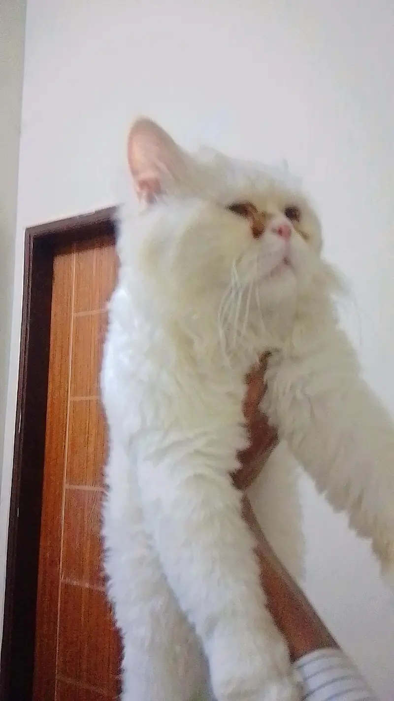 Persian male cat for sale — photo 2
