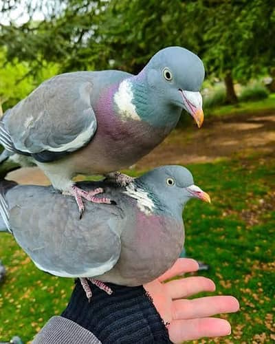 Wood Pigeon /Doves /Doves For Sale /Qumri /Fakhta /All kind of Doves