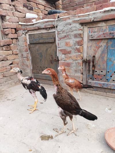 Mianwali Aseel Chicks