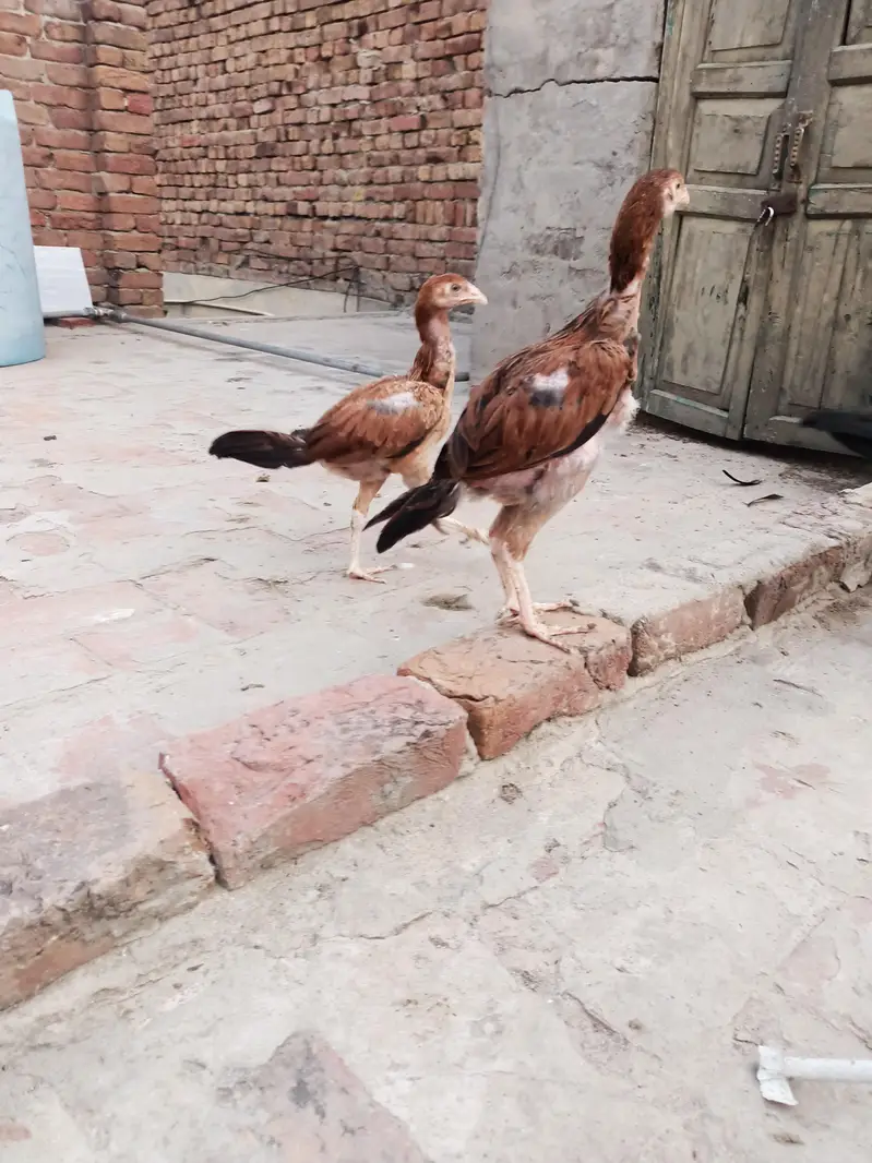 Mianwali Aseel Chicks — photo 2
