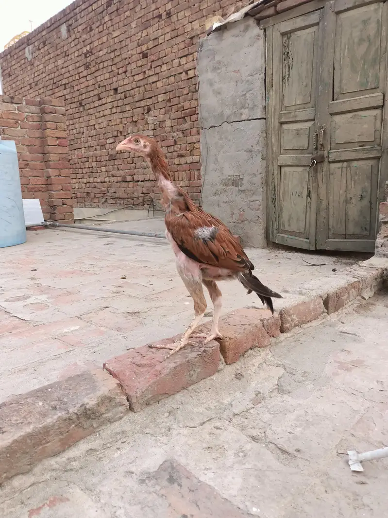 Mianwali Aseel Chicks — photo 3