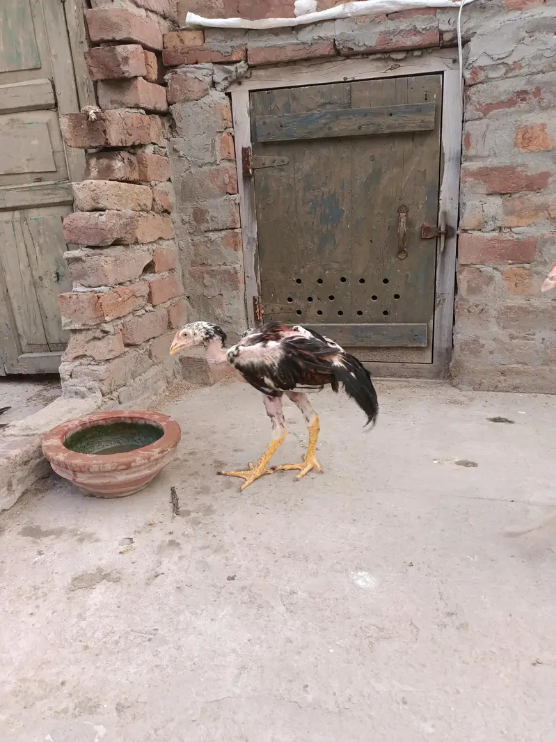 Mianwali Aseel Chicks — photo 4