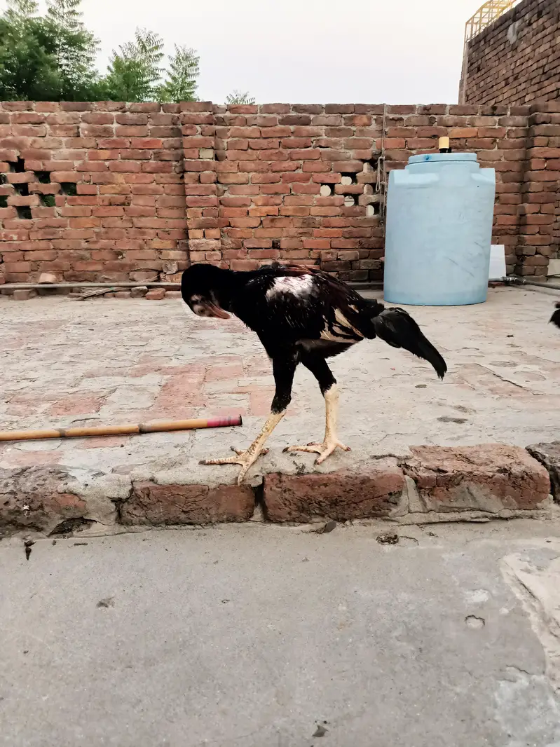 Mianwali Aseel Chicks — photo 5