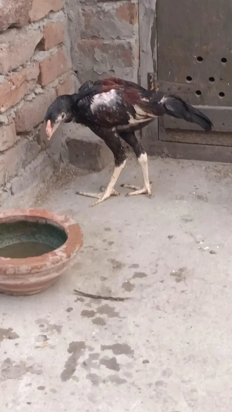 Mianwali Aseel Chicks — photo 6