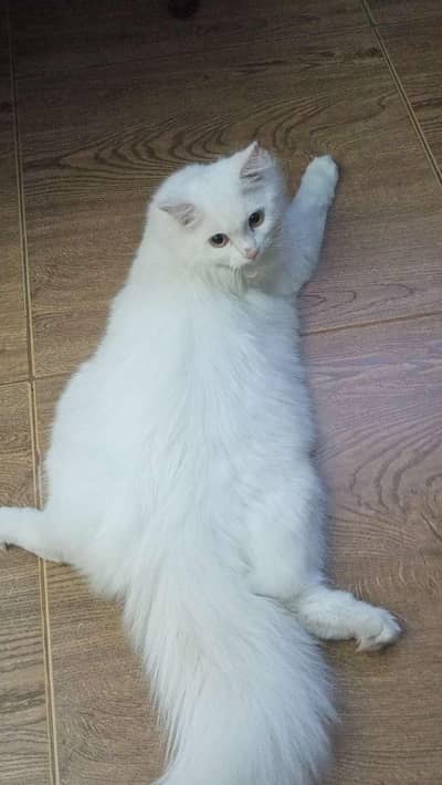 Persian male kitten