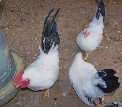 black tail Japanese pair