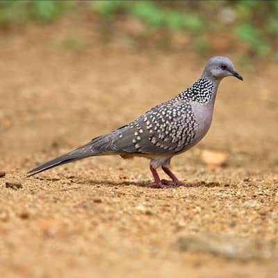 Spotted Dove /Doves /Doves For Sale /Qumri /Fakhta /All kind of Doves