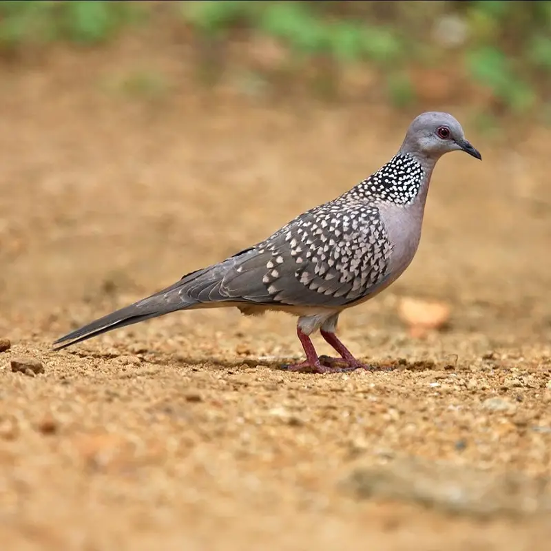 Spotted Dove /Doves /Doves For Sale /Qumri /Fakhta /All kind of Doves