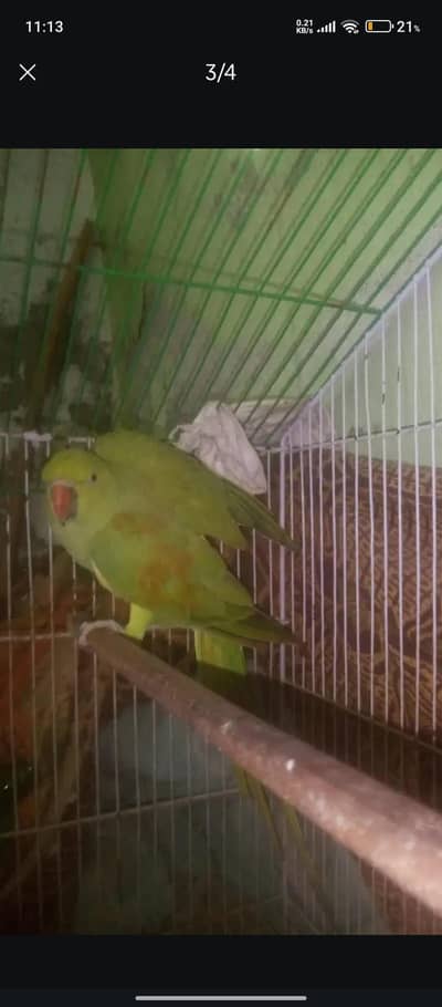 khata female parrot for sale