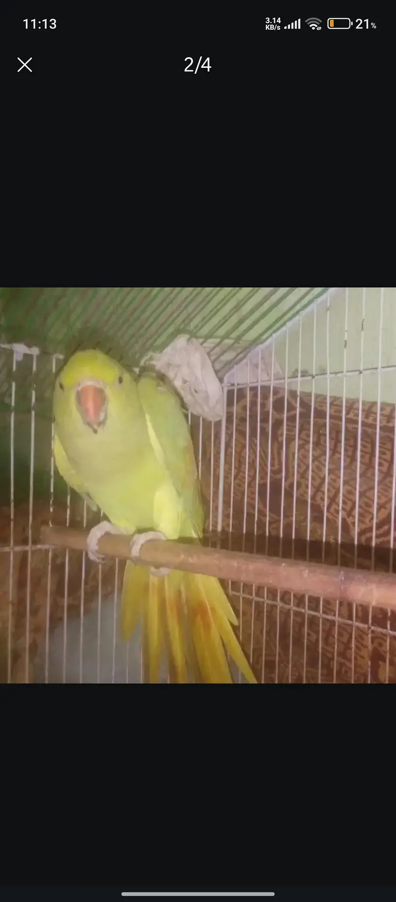 khata female parrot for sale — photo 2