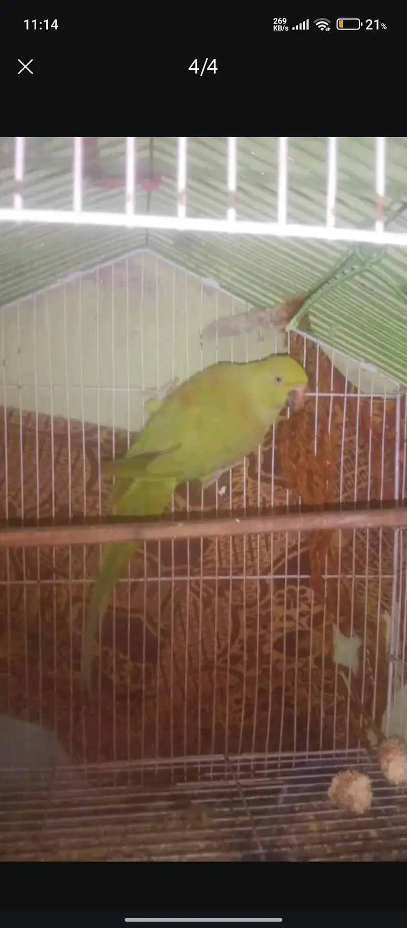 khata female parrot for sale — photo 3