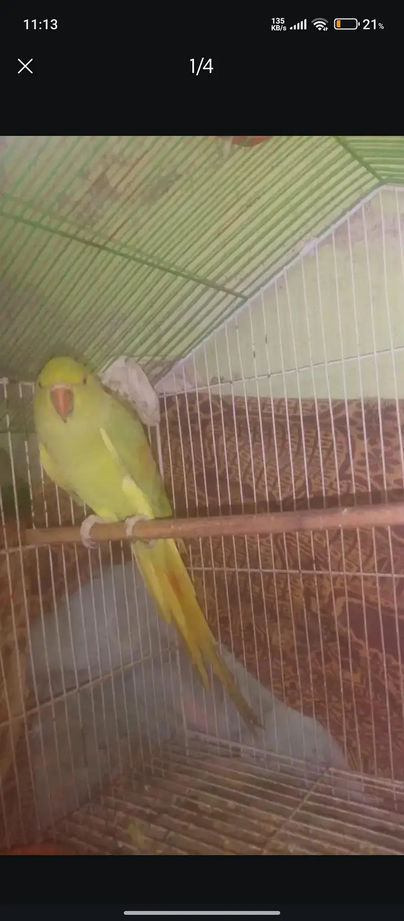 khata female parrot for sale — photo 4