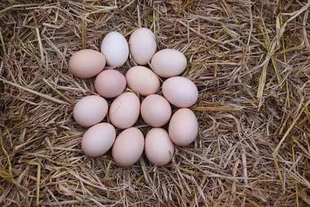 Fresh Desi Eggs Available Now!