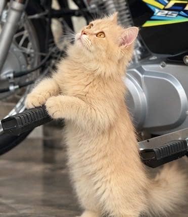 Persian breed male cat