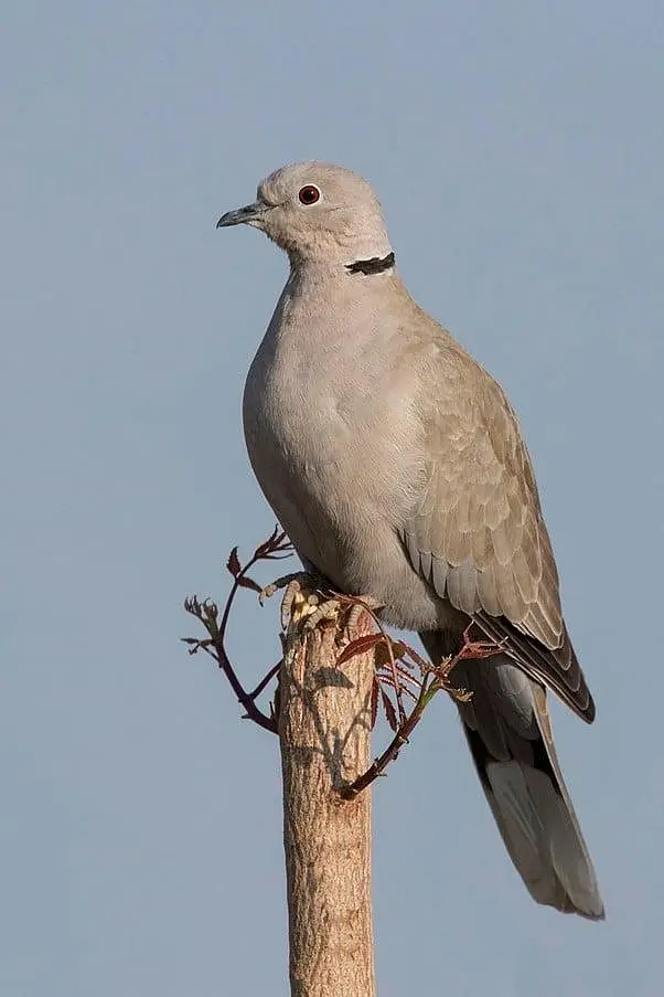 Eurasian Dove /Doves /Doves For Sale /Qumri /Fakhta /All kind of Doves