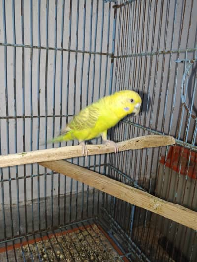 Budggies Female available