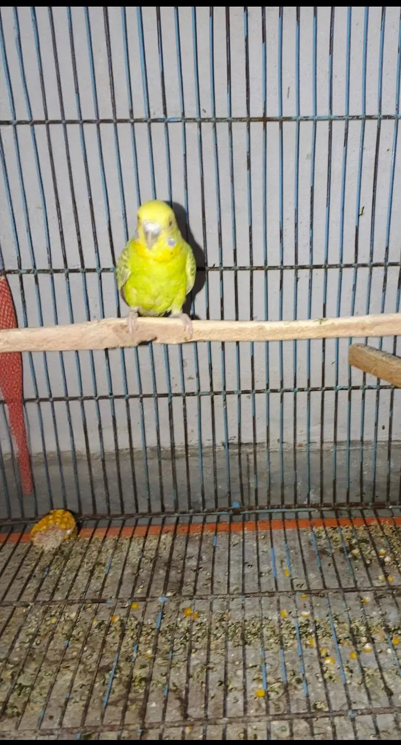 Budggies Female available — photo 2