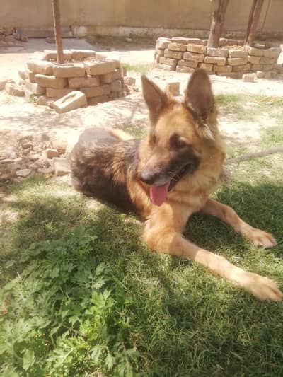 german shepherd female