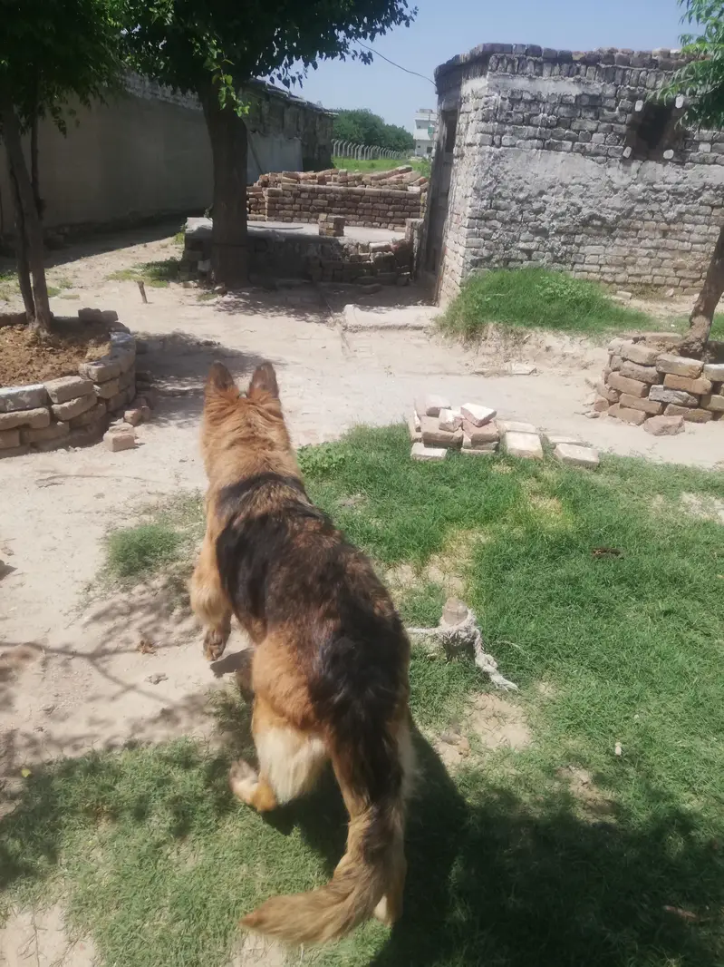 german shepherd female — photo 2