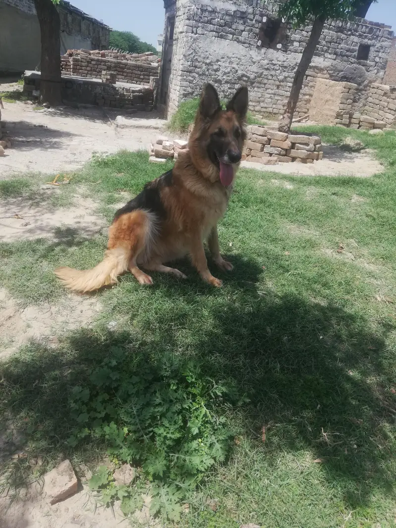 german shepherd female — photo 3