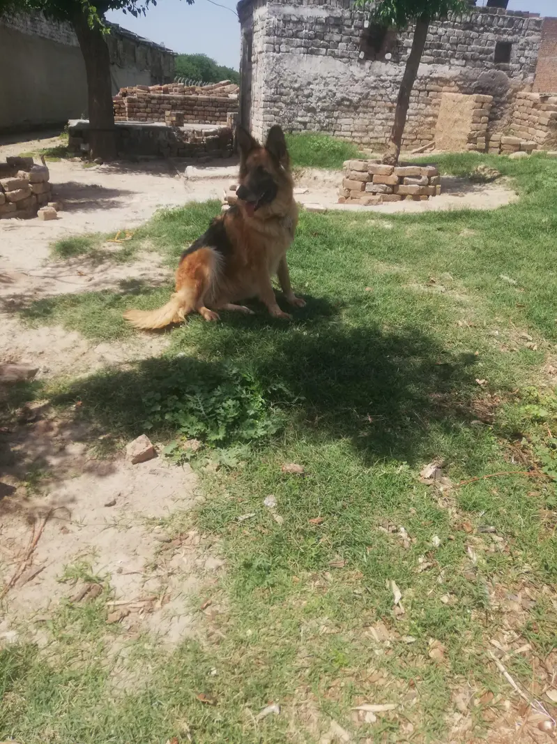 german shepherd female — photo 4