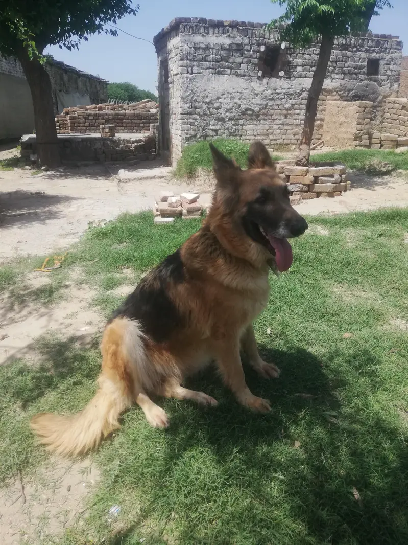 german shepherd female — photo 6