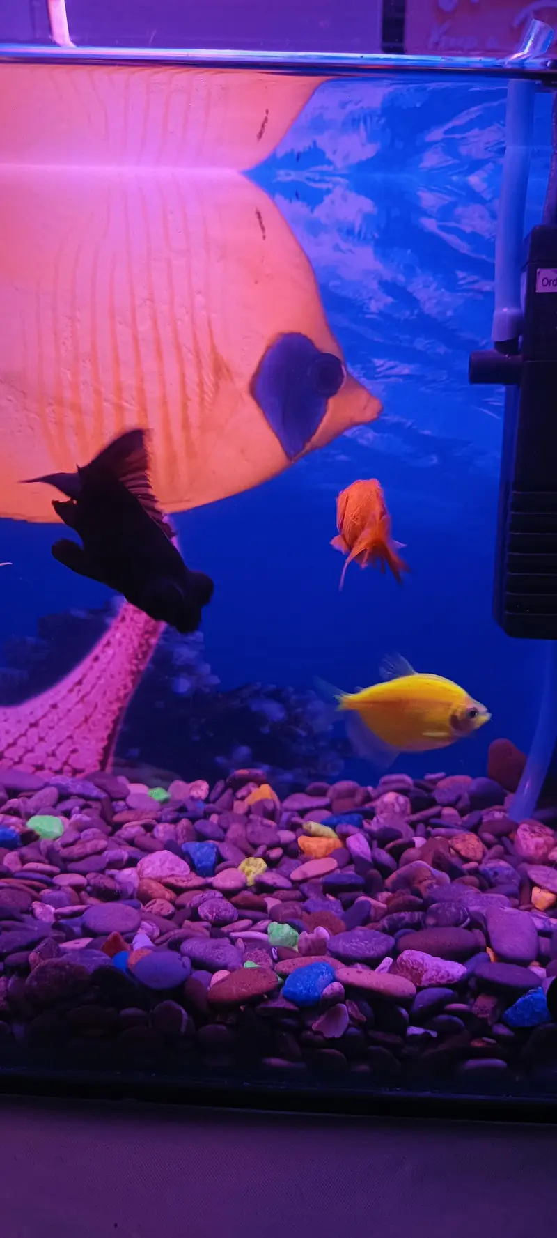 Mini Fish Aquarium