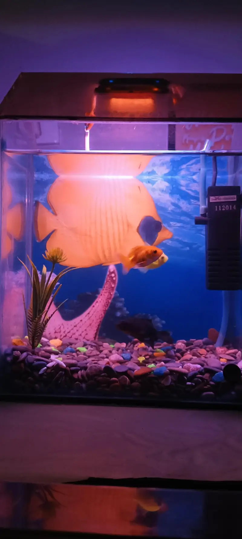 Mini Fish Aquarium — photo 6