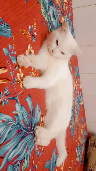 white cat for sale