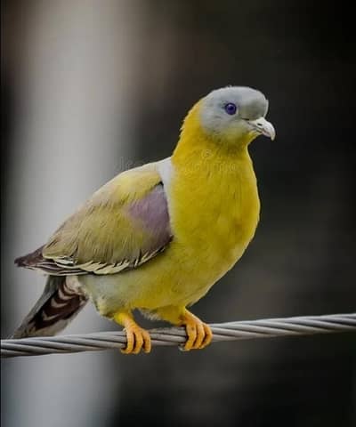 Yellow Footed /Doves /Doves For Sale /Qumri /Fakhta /All kind of Doves