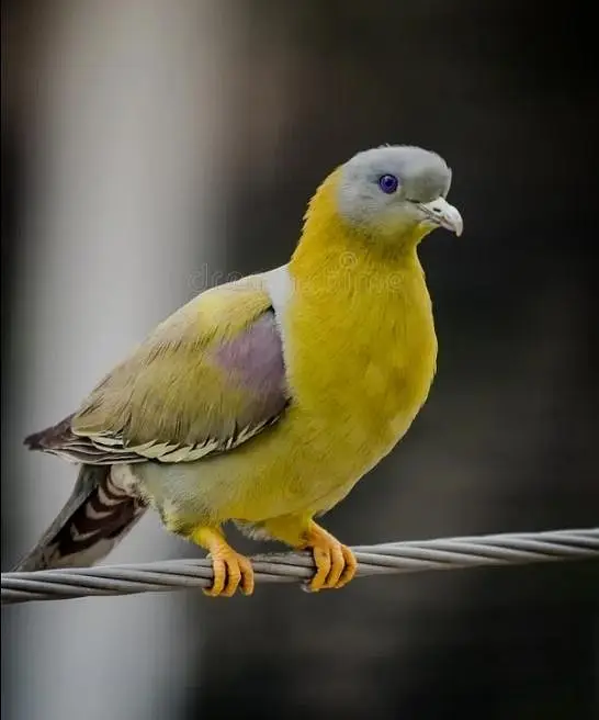 Yellow Footed /Doves /Doves For Sale /Qumri /Fakhta /All kind of Doves