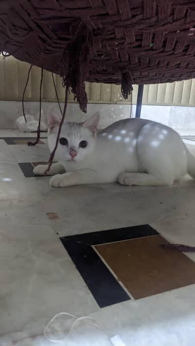 White Male Cat Persian Mix