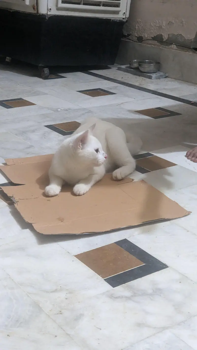 White Male Cat Persian Mix — photo 2
