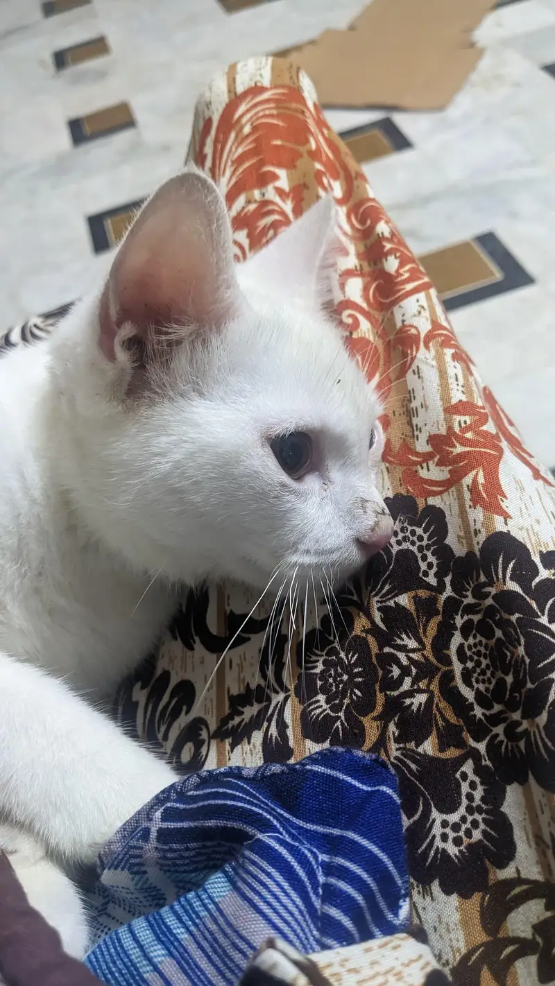 White Male Cat Persian Mix — photo 3