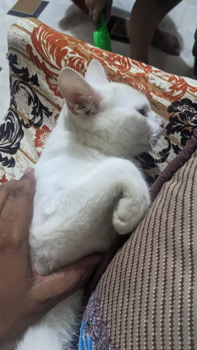 White Male Cat Persian Mix — photo 4