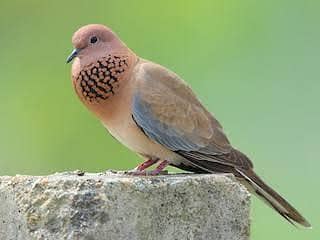 Senegal Dove /Doves /Doves For Sale /Qumri /Fakhta /All kind of Doves