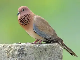 Senegal Dove /Doves /Doves For Sale /Qumri /Fakhta /All kind of Doves