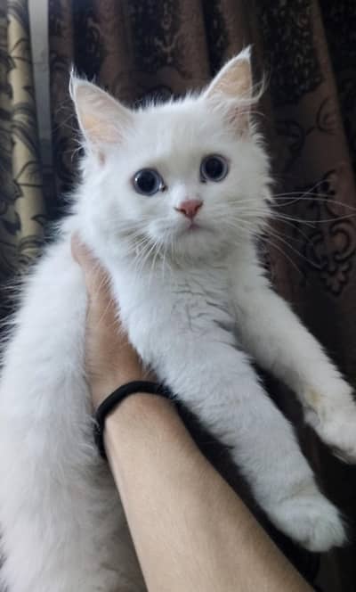 Persian kitten/high quality/double coated