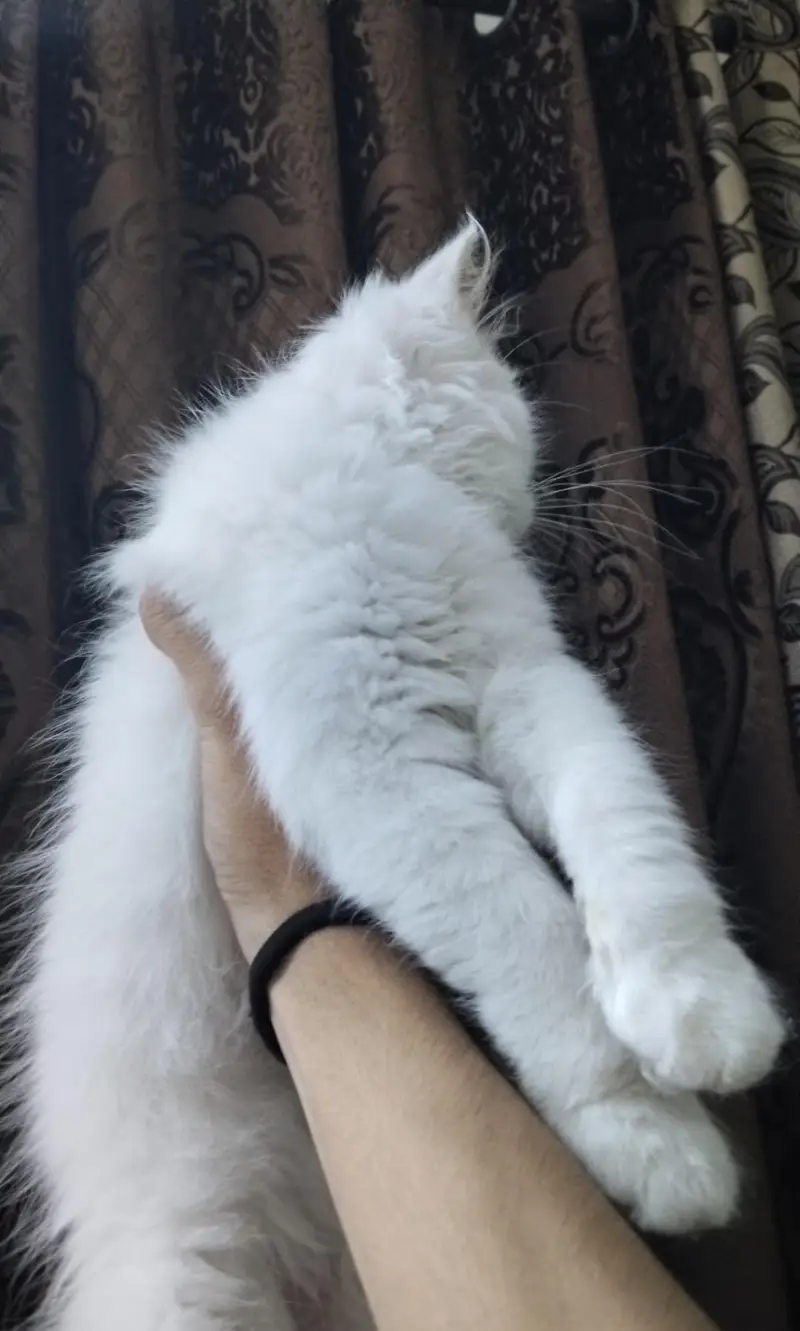 Persian kitten/high quality/double coated — photo 2