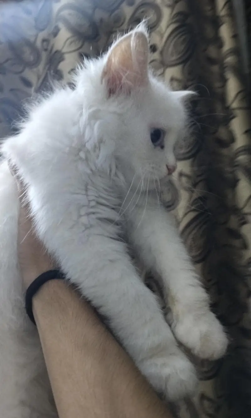 Persian kitten/high quality/double coated — photo 3