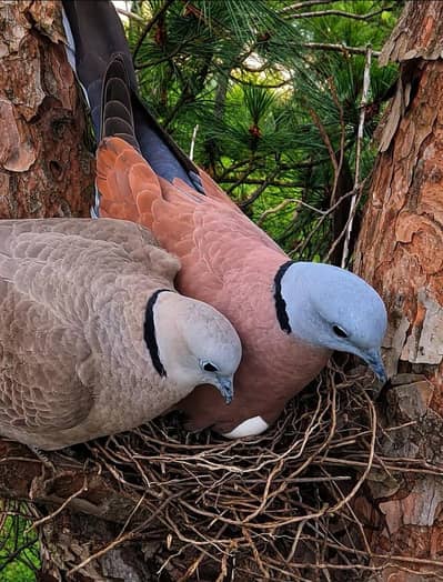 Red Dove /Doves /Doves For Sale /Qumri /Fakhta /All kind of Doves