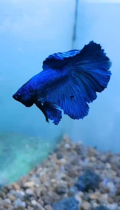 Fish and aquarium Munseeb price 03268301979