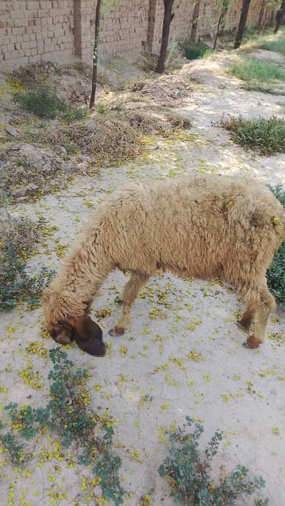 Healthy sheep For Sale